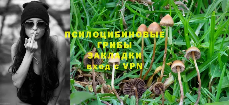 mega tor  Павловский Посад  Галлюциногенные грибы Magic Shrooms 